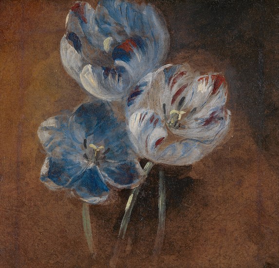 Study of Three Parrot Tulips, ca. 1832.