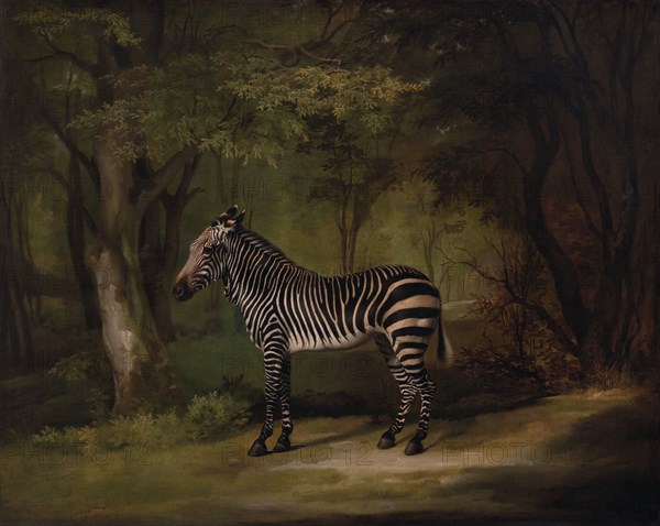 Zebra;The First Zebra Seen in England;Portrait of a Zebra, standing, turned to the left, in a park, exhibited 1763.