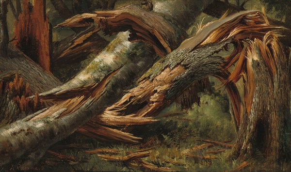 Fallen Tree, 1839/1845.