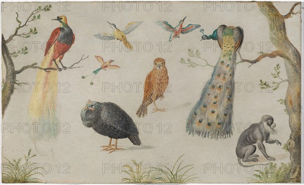 Study of Birds and Monkey, 1660/1670.