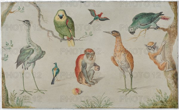 Study of Birds and Monkeys, 1660/1670.