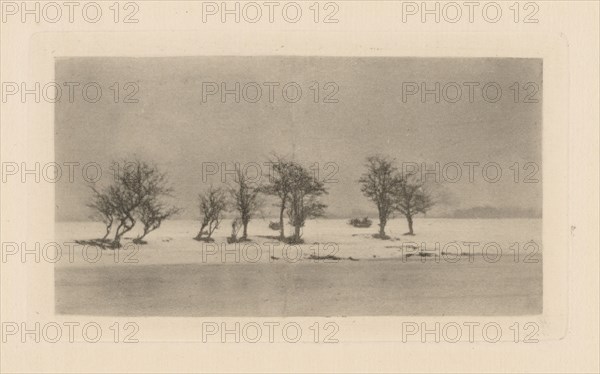 Gnarled Thorn Trees, 1893, printed 1895.