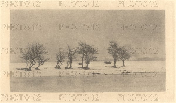 Gnarled-Thorn Trees, c. 1890, printed c. 1895.