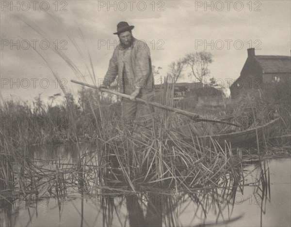 Cutting the Gladdon, 1886.