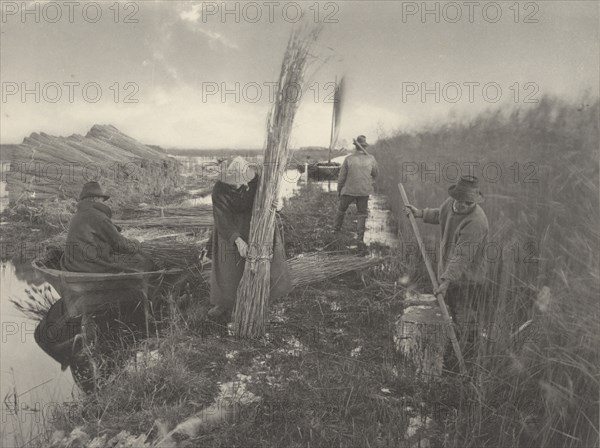 During the Reed-Harvest, 1886.