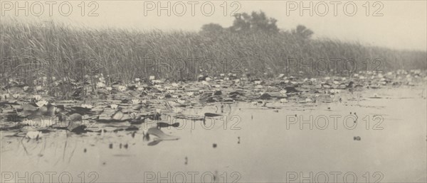 Water-Lilies, 1886.