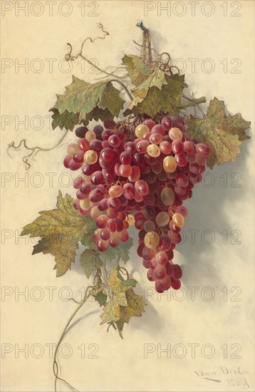 Grapes Against White Wall, 1883.