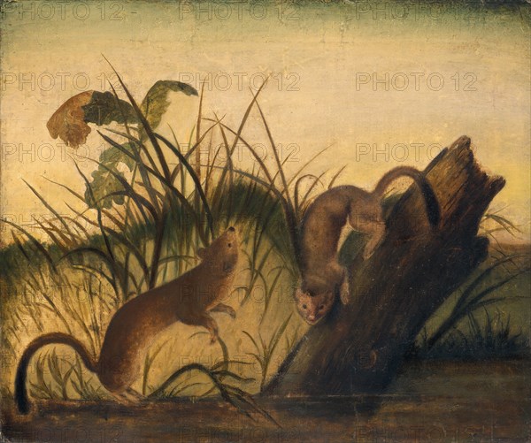 Long-Tailed Weasel, c. 1845.