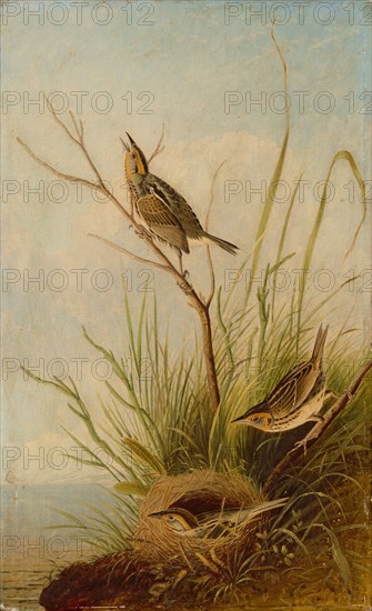 Sharp-Tailed Finch, 1831/1833.