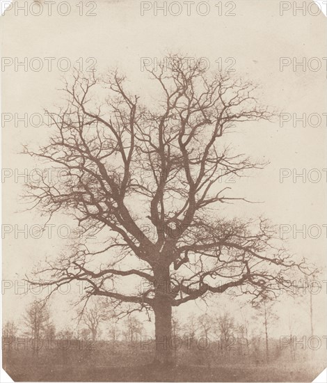 Oak Tree, mid-1840s.