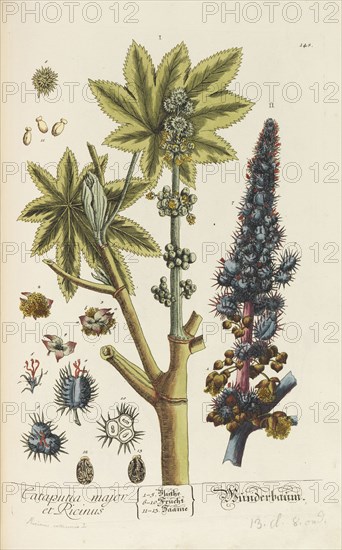 Herbarium Blackwellianum emendatum et auctum, 1754-1773. Private Collection.