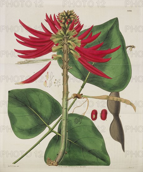 Botanical Magazine, 1787-1833. Private Collection.