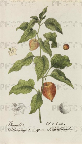 Sammlung von Schweizer Pflanzen , 1825-1846. Private Collection.