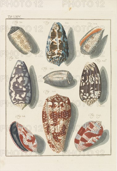 Neues systematisches Conchylien-Cabinet, 1768. Private Collection.