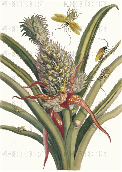 Ananas. From the Book Metamorphosis insectorum Surinamensium, 1705. Private Collection.