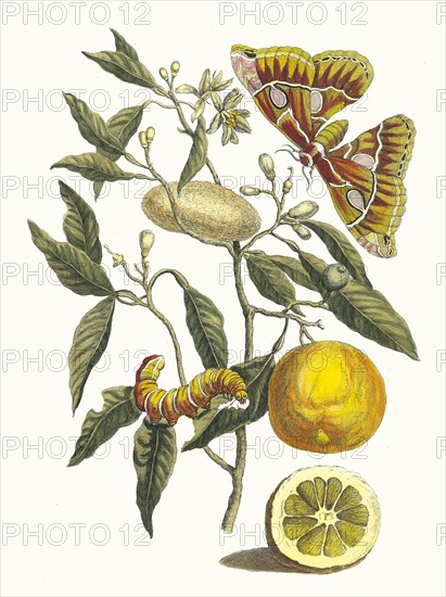 Lemon. From the Book Metamorphosis insectorum Surinamensium, 1705. Private Collection.