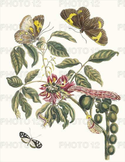 Coronilla Americana Arborescens. From the Book Metamorphosis insectorum Surinamensium, 1705. Private Collection.