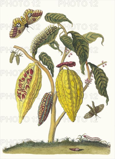 Cacao. From the Book Metamorphosis insectorum Surinamensium, 1705. Private Collection.