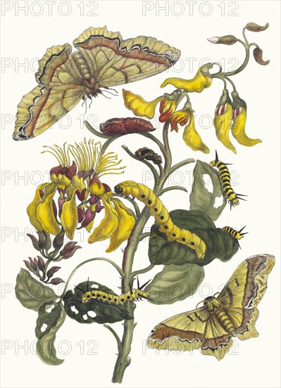 Pallisaden-boom. From the Book Metamorphosis insectorum Surinamensium, 1705. Private Collection.