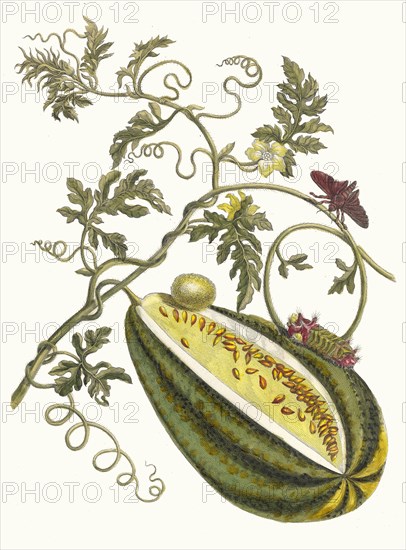 Melon d'Eau. From the Book Metamorphosis insectorum Surinamensium, 1705. Private Collection.