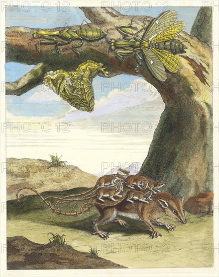 Rat de forest. From the Book Metamorphosis insectorum Surinamensium, 1705. Private Collection.