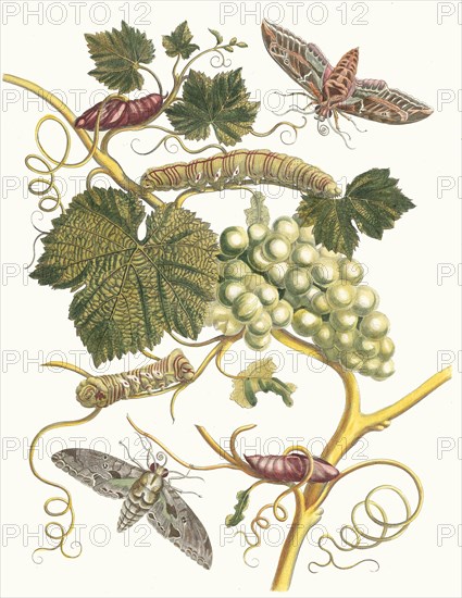 Vigne blanche d'Amerique. From the Book Metamorphosis insectorum Surinamensium, 1705. Private Collection.