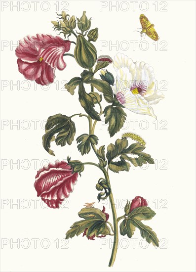 Althea. From the Book Metamorphosis insectorum Surinamensium, 1705. Private Collection.