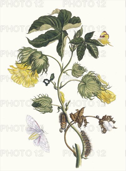 Cotonier. From the Book Metamorphosis insectorum Surinamensium, 1705. Private Collection.