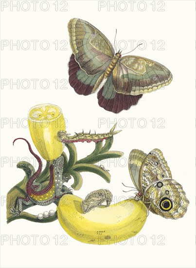 Baccores. From the Book Metamorphosis insectorum Surinamensium, 1705. Private Collection.