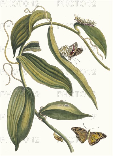 Banille. From the Book Metamorphosis insectorum Surinamensium, 1705. Private Collection.