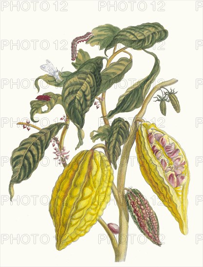 Cacao. From the Book Metamorphosis insectorum Surinamensium, 1705. Private Collection.