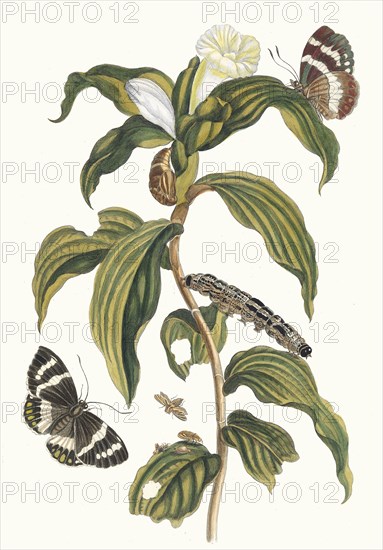 Costus arabicus. From the Book Metamorphosis insectorum Surinamensium, 1705. Private Collection.