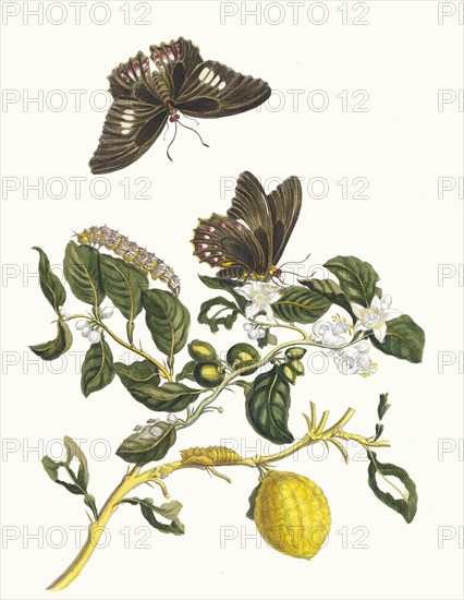 Limonier. From the Book Metamorphosis insectorum Surinamensium, 1705. Private Collection.