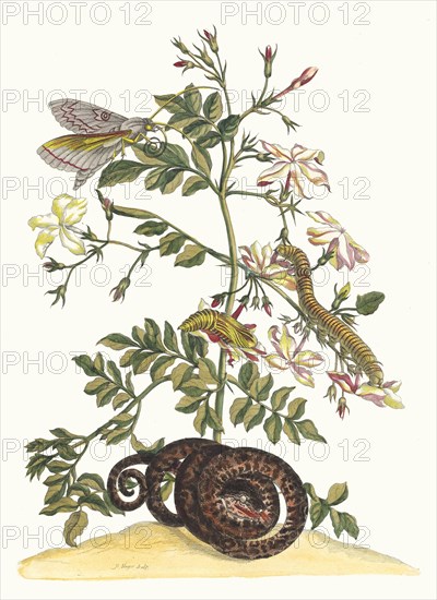 Jasminum grandiflorum. From the Book Metamorphosis insectorum Surinamensium, 1705. Private Collection.