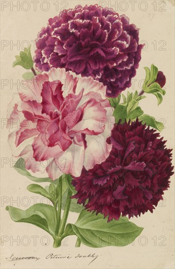 Originaux de publications d´horticulture et d´arboriculture, 1878-1881. Private Collection.