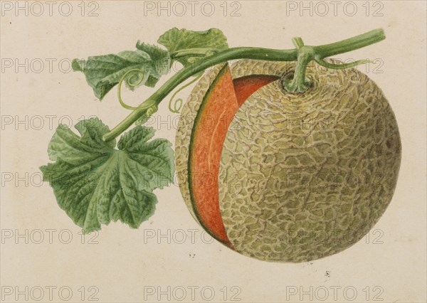 Originaux de publications d´horticulture et d´arboriculture, 1878-1881. Private Collection.