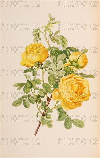 Illustration from The genus rosa by Ellen Willmott, 1914. Private Collection.