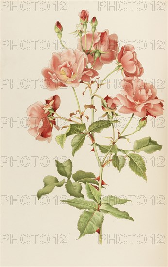 Illustration from The genus rosa by Ellen Willmott, 1914. Private Collection.