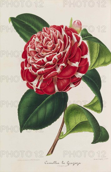 Nouvelle iconographie des Camellias, 1850-1860. Private Collection.