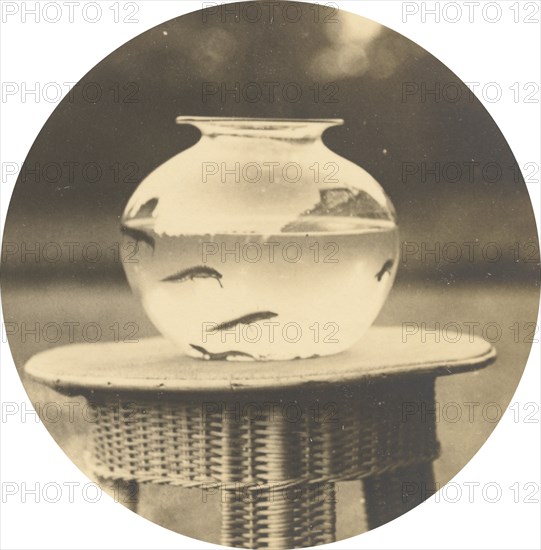 Untitled (Fishbowl), c. 1888.