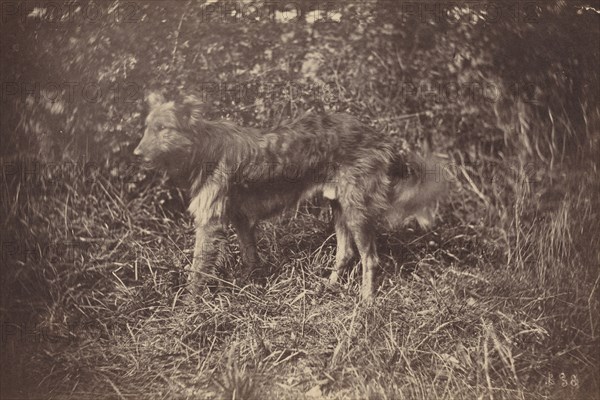 Study of a Dog, late 1870s.