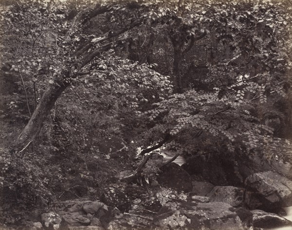 Glen at Lynmouth, 1860s.