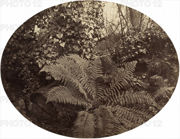 Winter Fronds of the Prickly Fern, c. 1862.