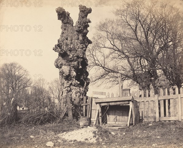 Old Tree near Chatham, 1850s.