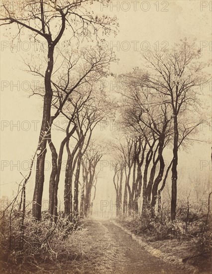 Road and Trees with Hoarfrost, 1860.