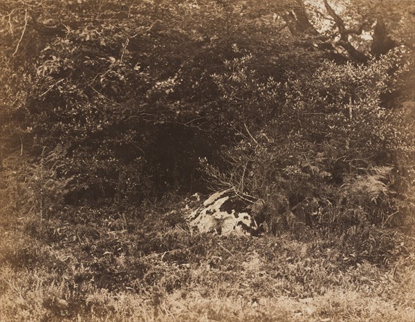 A Rock in the Forest, c. 1865.
