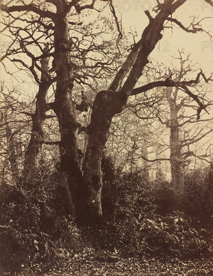 Tree Study, Fontainebleau, 1860.