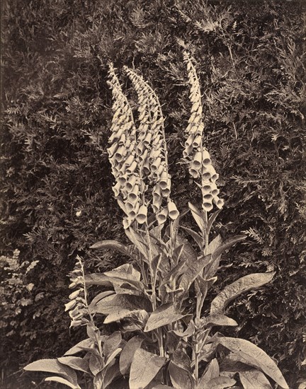 Foxgloves, c. 1860s.