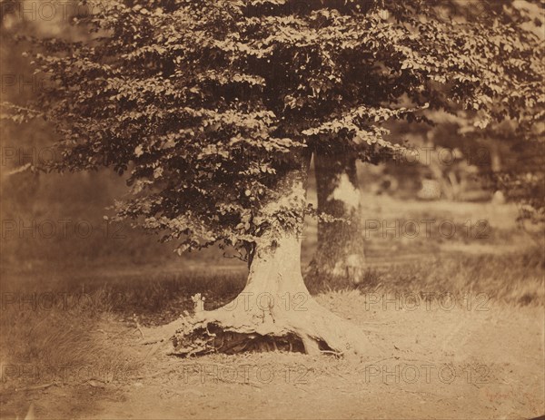 Beech Tree, Forest of Fontainebleau, c. 1856.