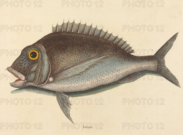 The Porgy (Sparus chrysops), published 1754.